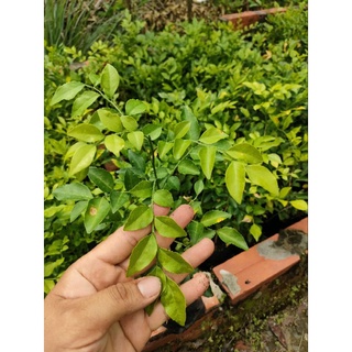 20 cây nguyệt quế con