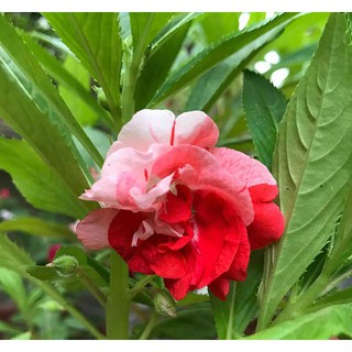 Hạt Giống Hoa Móng Tay Kép