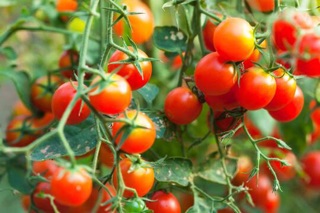 Hạt giống Cà chua bi 🍅