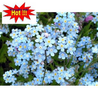 🌟HẠT GIỐNG HOA LƯU LY NHIỀU MÀU🌟 GIỐNG HOA DỄ TRỒNG CỰC ĐẸP GÓI 50 HẠT TẶNG KÍCH MẦM