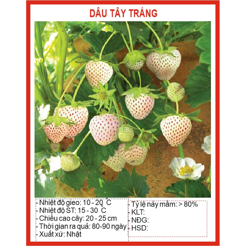 Hạt giống Dâu tây Trắng 100 Hạt