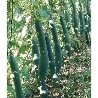 Hạt giống Bí đao (bí sặt) – 2Gram ( 20 hạt )