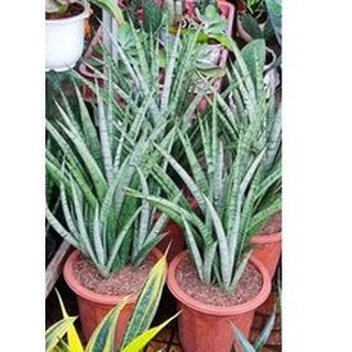 Lưỡi hổ Thái Sọc ngang bạc - Sansevieria Kanlayensis