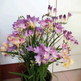 1 củ hoa lan nam phi