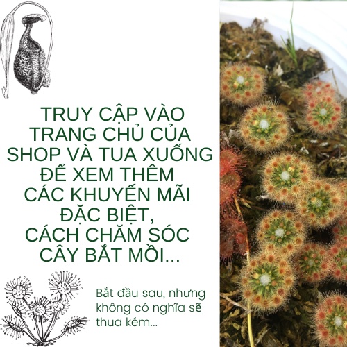 Hạt giống cây ăn thịt bắt mồi gọng vó Drosera Tokaiensis  I Ba Tri Nhỏ I BTN02