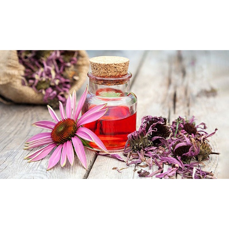 Hạt Giống Cúc Tím Echinacea chuẩn F1 Loại dễ trồng hoa nở đẹp chống sâu bệnh