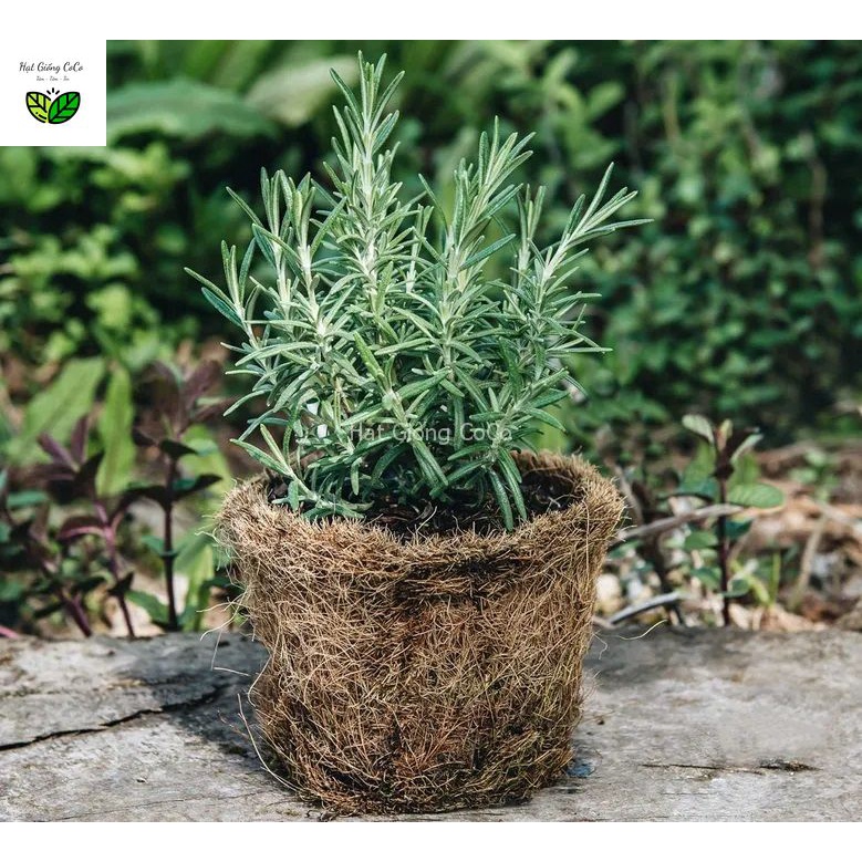 Hạt Giống Hương Thảo Rosemary Gói 10 Hạt, Nảy Mầm Tốt, Cây Khỏe