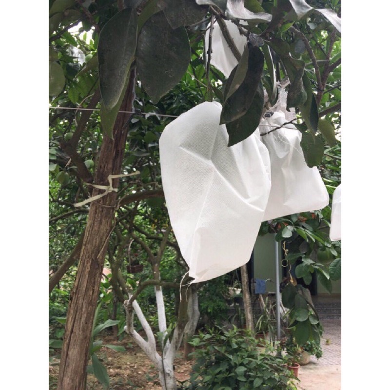 Set 100c túi bọc quả bưởi, xoài,…size 30x30,2cm chống sâu bệnh, ruồi vàng