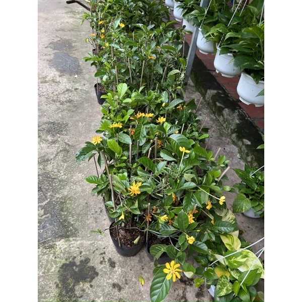 Cây lài hoàng đế