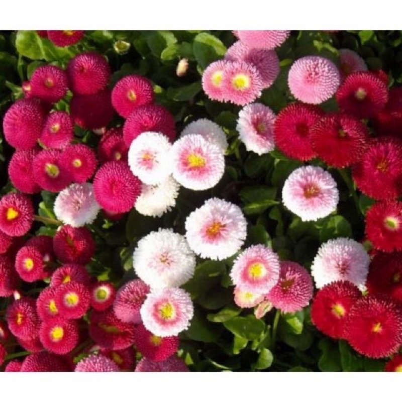 Hạt Giống Cúc Anh Siêu Lùn 15cm Kép Mix | SL: 100 HẠT