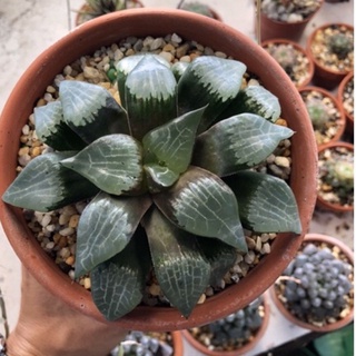 Sen đá haworthia 10cm