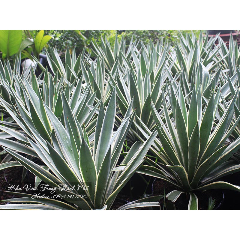 CÂY AGAO, CÂY DỨA AGAO DÙNG DECOR