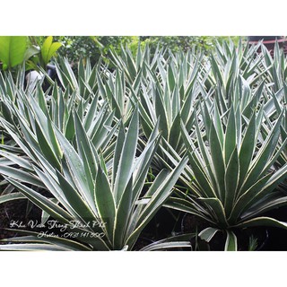 CÂY AGAO, CÂY DỨA AGAO DÙNG DECOR
