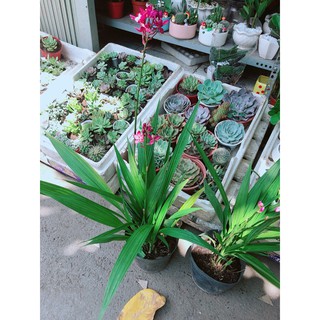 Cây Địa lan, lan đất hay lan chu đinh