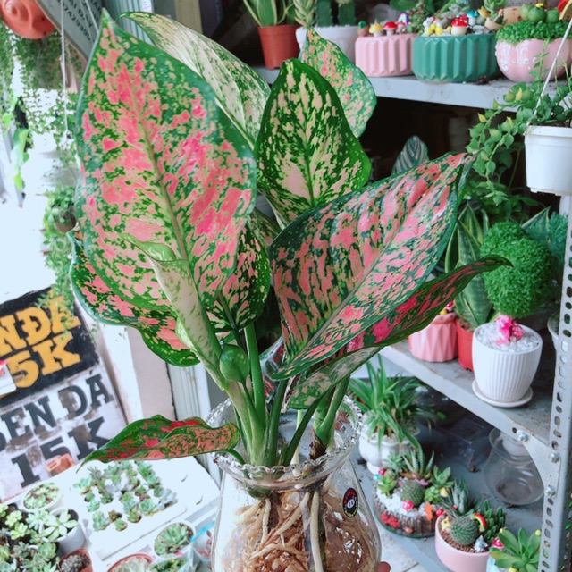 Chậu vạn lộc thuỷ sinh