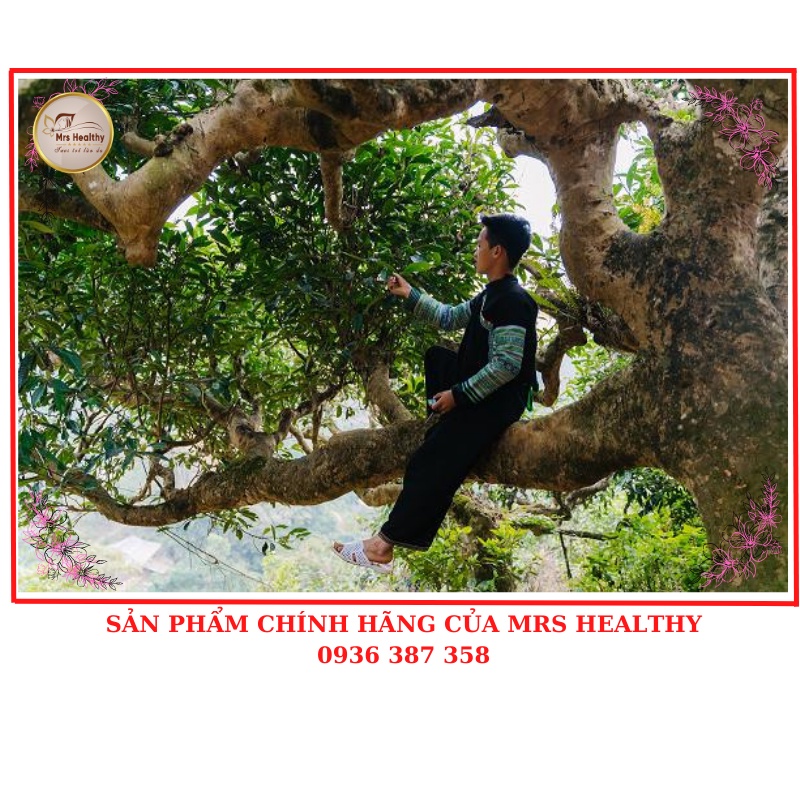 Trà Shan Tuyết Cổ Thụ Hữu Cơ - Loại Đặc Biệt Cao Cấp - Chè Shan Tuyết Cổ Thụ Suối Giàng Túi Zip 250gram.MrsHealthy.vn