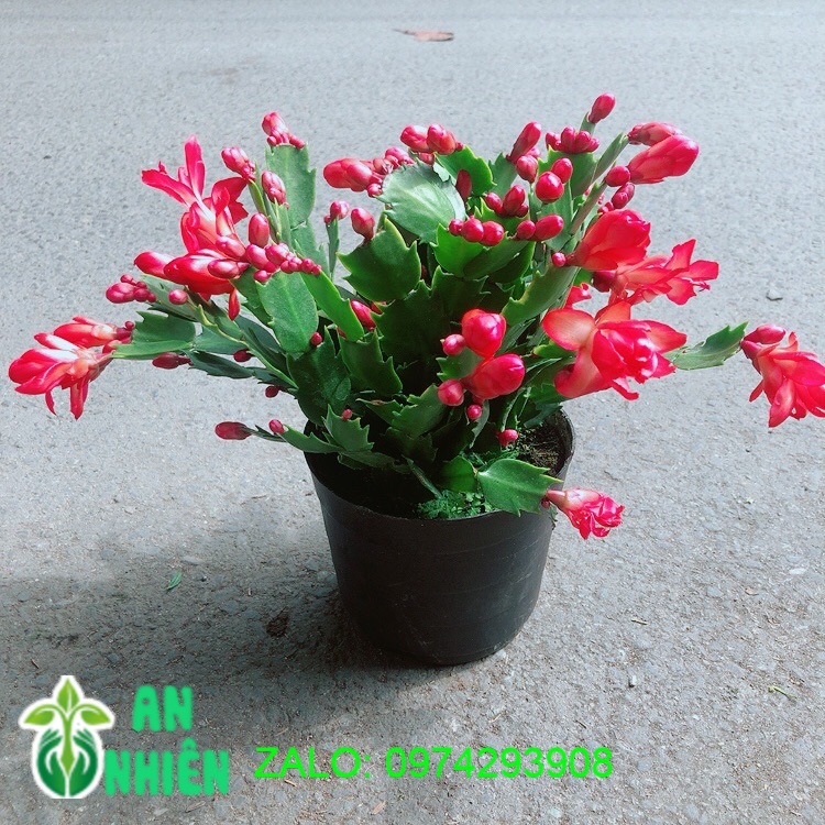 Chậu Cây Càng Cua