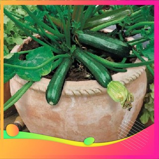 Hạt Giống Bí Ngòi Xanh F1 - 10 hạt VIETGAR