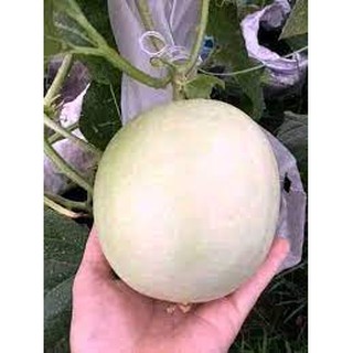 Hạt giống Dưa Lê Bạch Tuyết - 20 Hạt