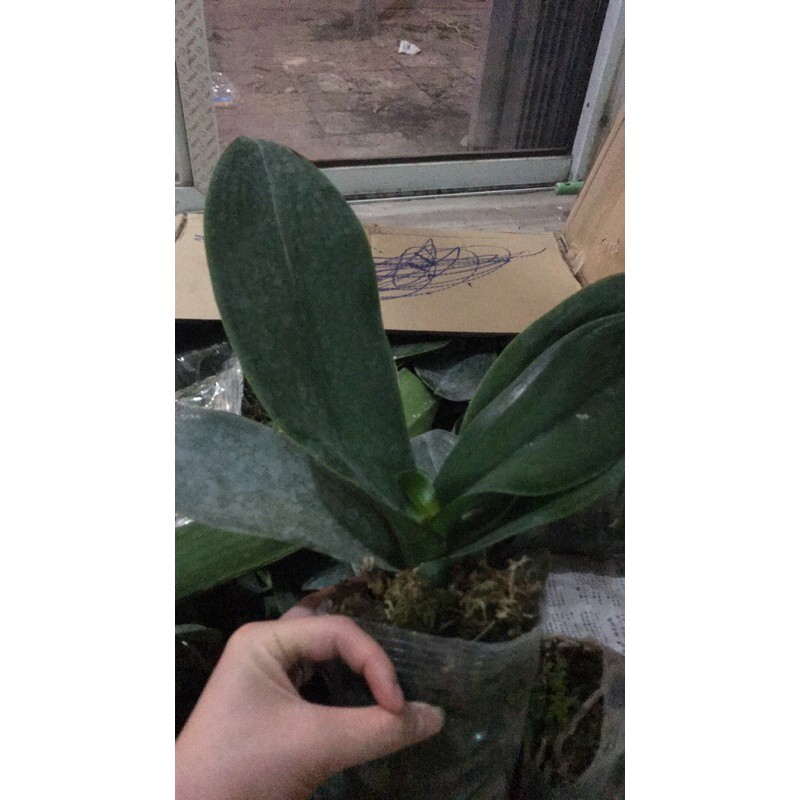 xả lô hồ điệp hoa đại cây đại | BigBuy360 - bigbuy360.vn