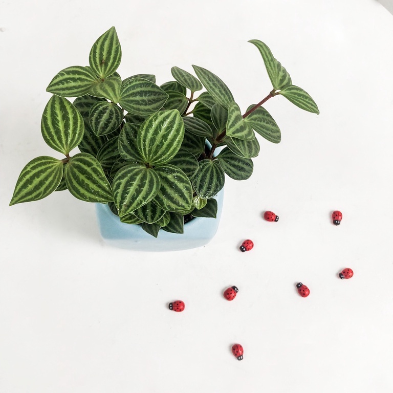 Cây Bình An ( Cây Hột Xoằn ) Peperomia Puteolata loại cây mang lại bình an và may mắn