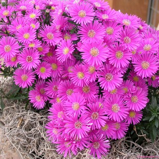 Hạt Giống Hoa Cúc Hà Lan Mix Đủ Màu (tặng kèm phân)