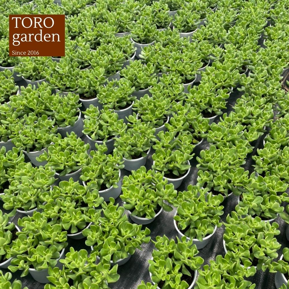 Sen đá thạch bích lá xoăn Đà Lạt size trung bình cây cảnh trang trí nhà cửa Toro garden
