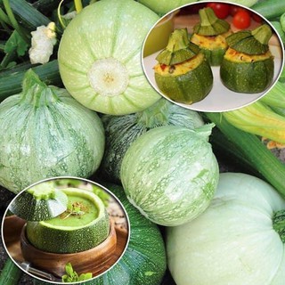 HẠT GIỐNG BÍ NGỒI TRÒN XANH NHẠT