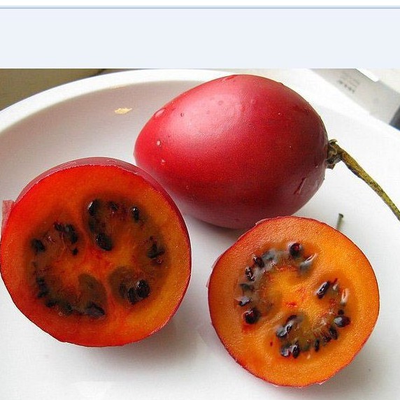 Hạt giống cà chua thân gỗ - Gói 10 hạt - Tặng gói kích hạt nảy mầm