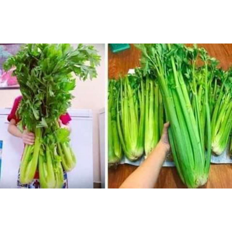 1gam hạt giống cần tây nhập khẩu f1 💕💕Nảy Mầm Cực Đỉnh💞💞 năng suất cao