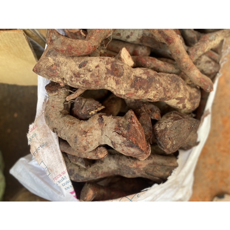 1kg rễ mú từn tươi Lai châu