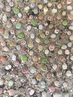 Combo 10/13 cây Thạch Lan/Lithops size 1.1-1.6cm