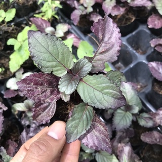 Combo 5 Cây trà Dr Thanh, bán tự cạn, cây dễ trồng, nhanh phát thành bụi lớn, đẹp da, mát gan, giải độc