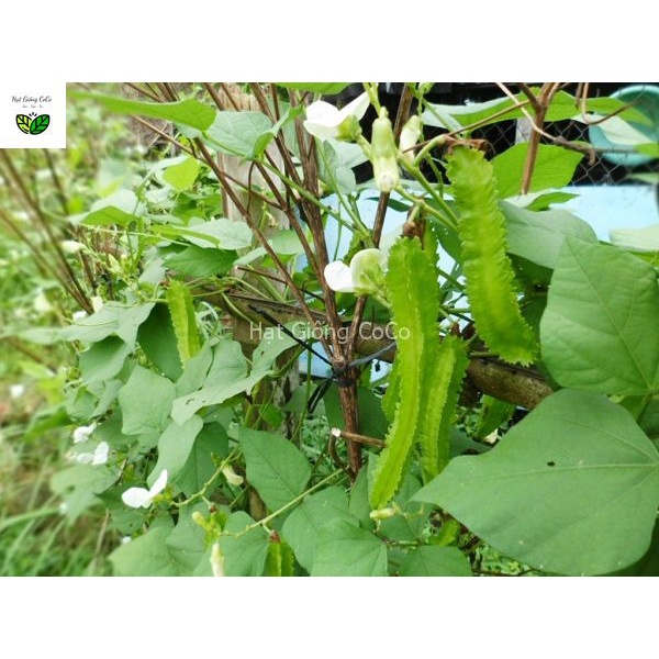 Hạt Giống Đậu Rồng  Gói 5Gr