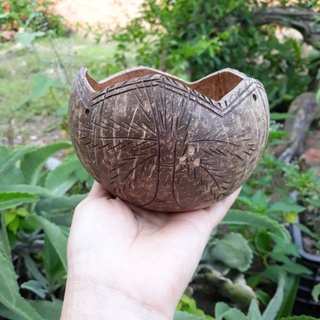 Chậu gáo dừa miệng kiểu