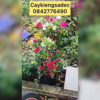 hoa giấy thái caykiengsadec + tặng phân bón