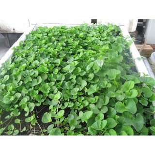 Hạt giống rau má 1gram