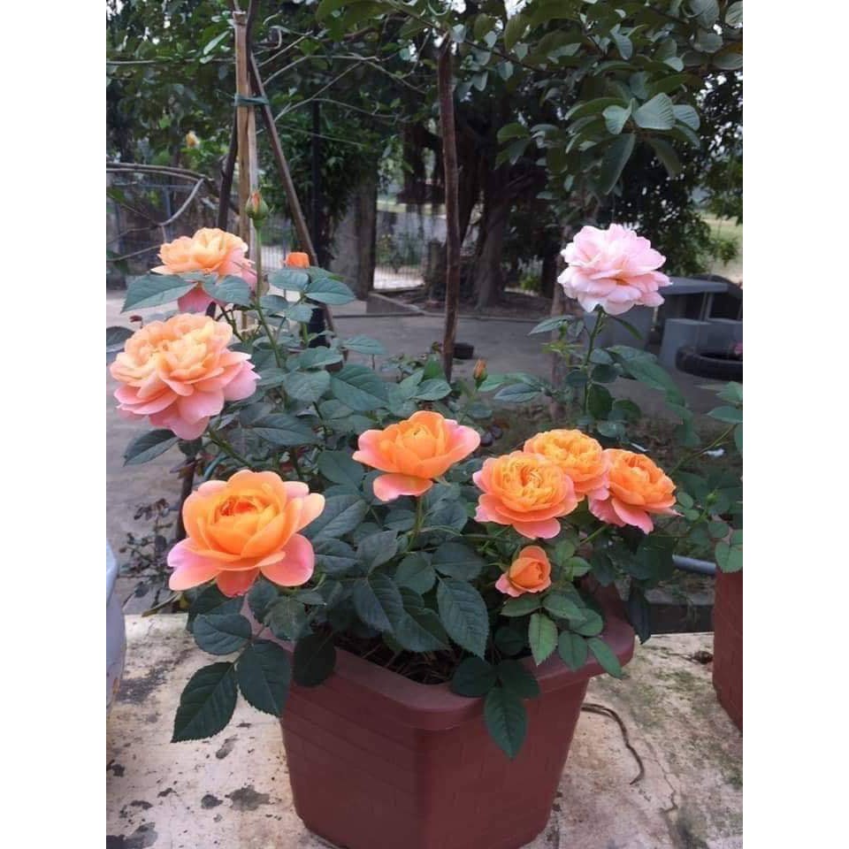 5 gốc hoa hồng