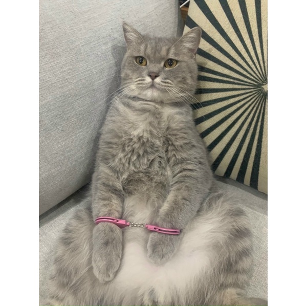 Còng tay đồ chơi cho mèo