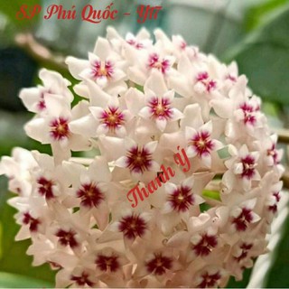 Cẩm cù các màu cây giống