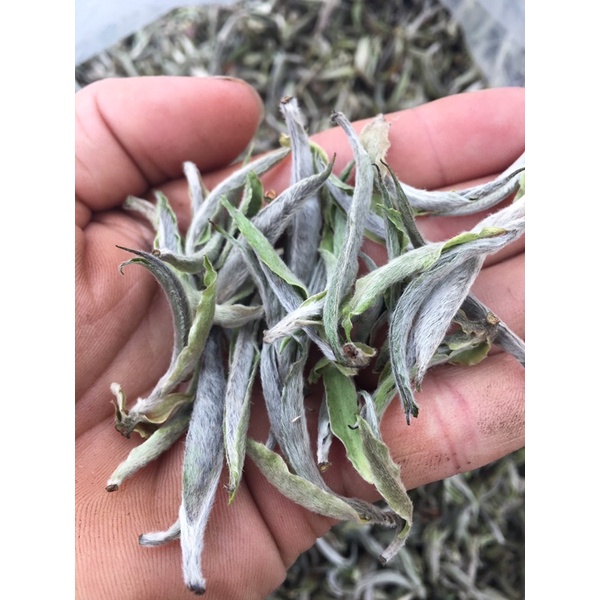 BẠCH TRÀ TIÊN 🍃 DÒNG TRÀ ĐẶC BIỆT QUÝ HIẾM TÂY CÔN LĨNH - HÀ GIANG