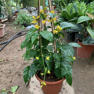 Cây hoa lan hoàng dương trưởng thành dài 60cm, cây leo rủ dễ trồng và cực sai hoa, trồng trang trí sân vườn và ban công
