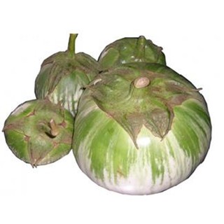 Hạt giống CÀ BÁT XANH