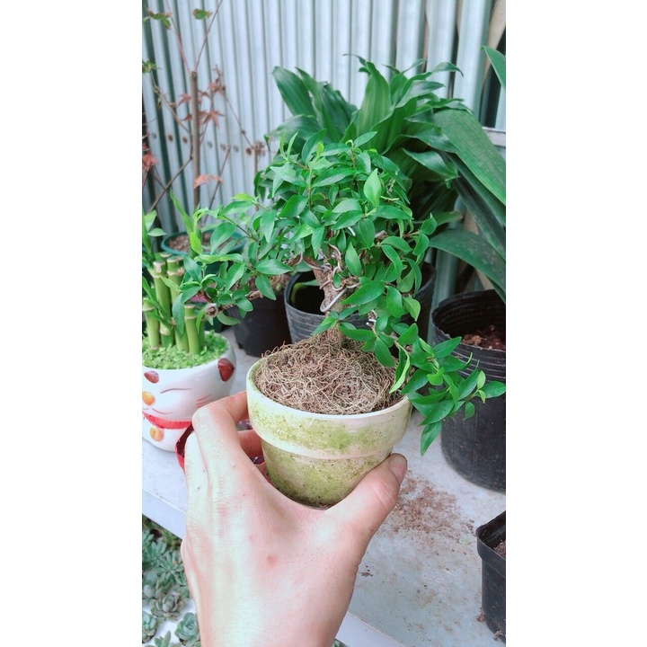 Mai Chiếu Thuỷ Bonsai