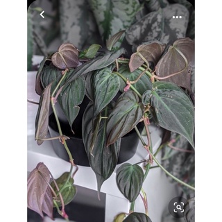 <GIÁ RẺ NHẤT>Trầu bà Mican (MICAN PHILODENDRON