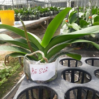 Combo 6 cây lan hồ điệp