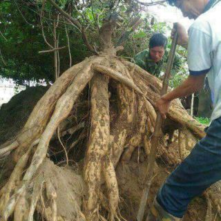 Bột sắn dây nguyên chất 1000gr