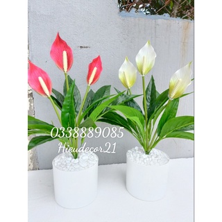 Ảnh thật - cây lan ý giả - 50cm