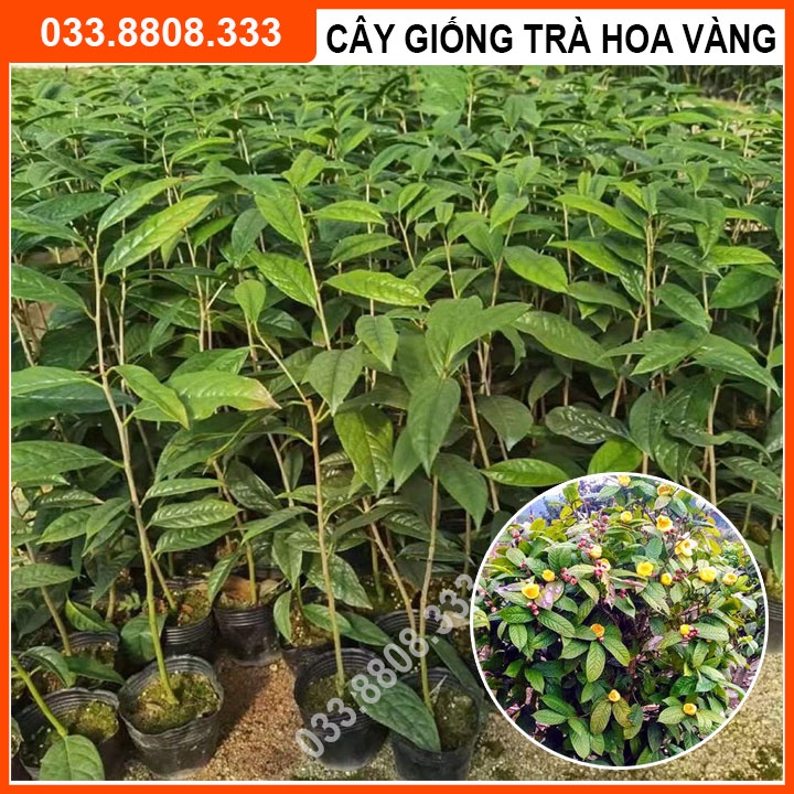 Combo 2 Cây Giống Trà Hoa Vàng ( Kim Hoa Trà) - Cây Giống Khỏe Đẹp