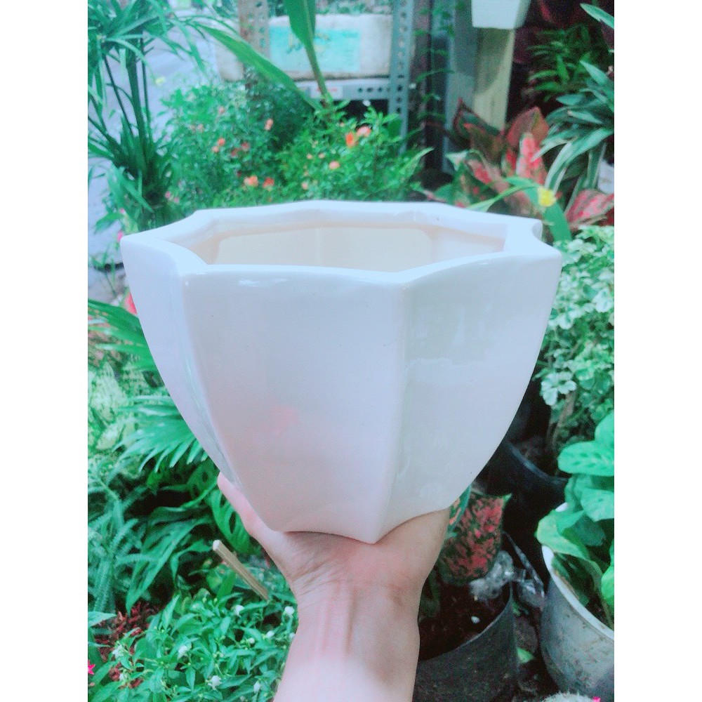 Chậu Trồng Cây